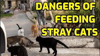 Is It A Good Idea To Feed Stray Cats