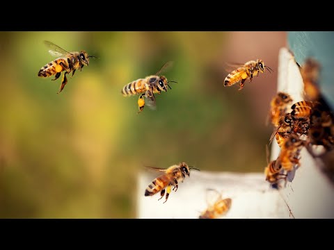 Na rubu znanosti: Čudo pčele