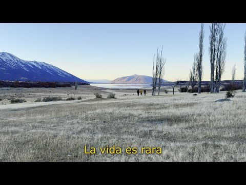 LA VIDA ES RARA ( Visualizer ) - Alan Sutton y las criaturitas de la ansiedad