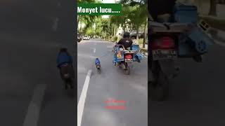 Download lagu monyet balapan #shorts #monyetlucu #monyet #lucu #monyetpintar mp3