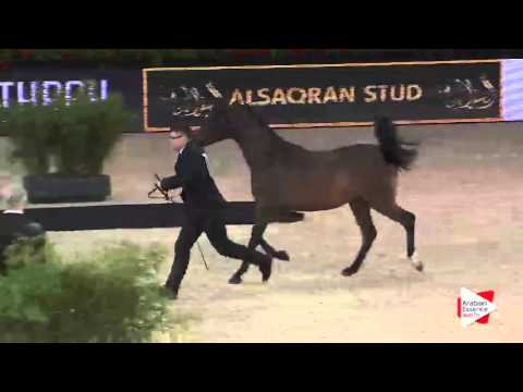 WAHC 2015 - Yearling Fillies Ch.