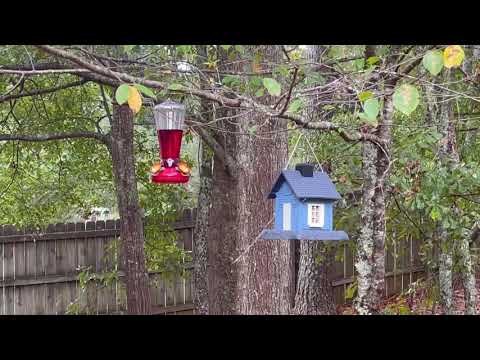 Hungry hummingbirds. Awesome slow motion flying.
