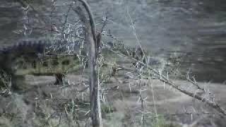 preview picture of video 'Crocodile eats Monkey (actually a white tailed mongoose)'