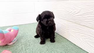 ハーフ犬の動画01