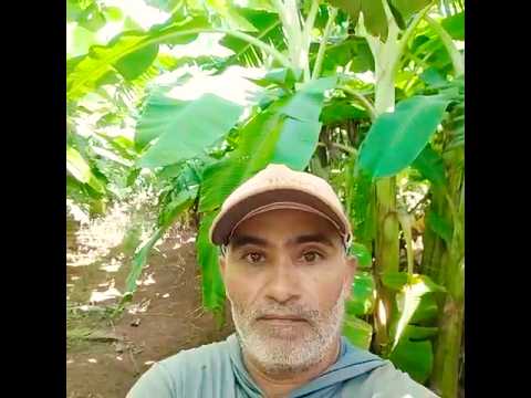 #vidanaroça -🍌 Banana Maçã Limpa com Cachos Gigantes em Canaã-RN!