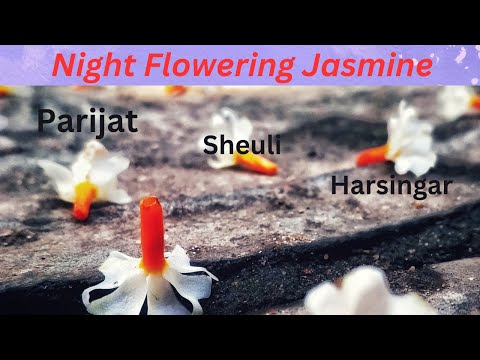 Night Flowering Jasmine | Parijat | Sheuli | Harsingar | Parijatak Phool