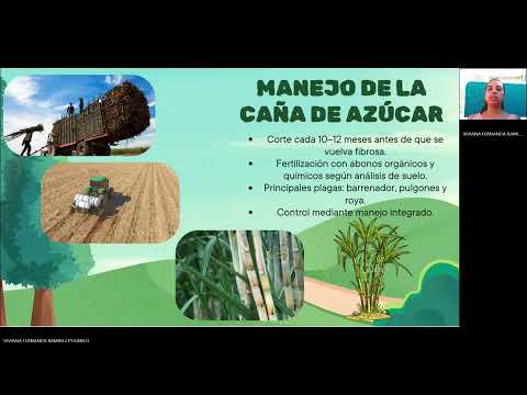 Caña de azúcar: potencial en sistemas silvopastoriles,Tello,Huila.