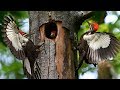 Beautiful Nature Video- Life of woodpecker bids feeding and family