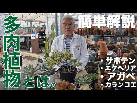 レブティアについて詳しく解説