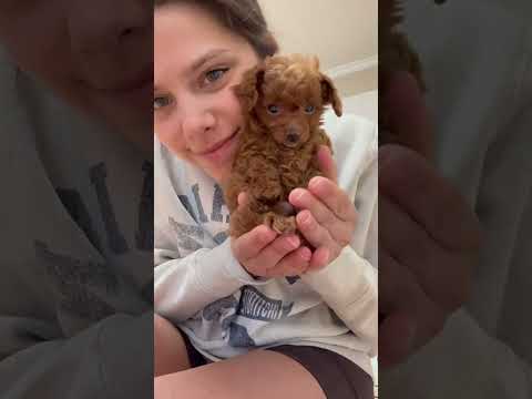 Morning Routine with New Pup 🌅