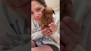 Download lagu Morning Routine with New Pup 🌅 mp3