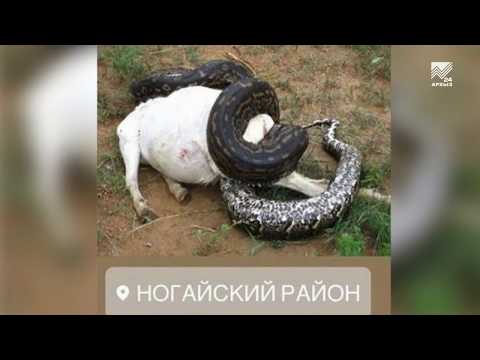 Действительно ли змеи атакуют Ногайский район? Расследование 'Архыз 24'