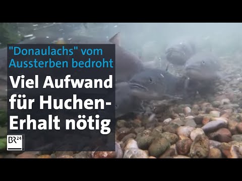 Vom Aussterben bedrohter "Donaulachs": Große Anstrenungen für Huchen-Erhalt | Abendschau | BR24