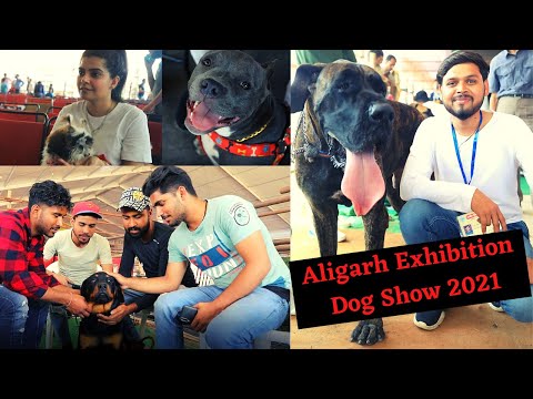 Aligarh Exhibition Dog Show || Aligarh Numaish Dog Show || Aligarh Mahotsav || Crazy Ladka