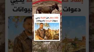 بين حرارة الصيف القاسية وصمت الحيوانات.. شاب مغربي يذكر بواجب الرحمة تجاه الدواب خلال موجة الحر thumbnail