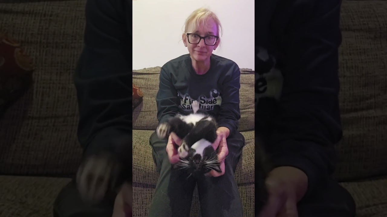 Enlarge Biscotti, an adoptable Domestic Short Hair in Tabor City, NC video 2/6