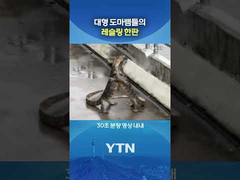 '안아준 건데...' #shorts / YTN