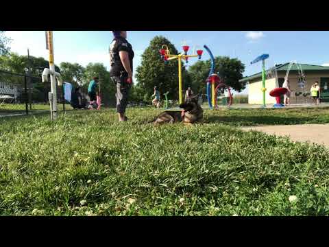 Ellie - 15 Month Old German Shepherd - Dog Training Omaha Nebraska, Off Leash Reliable Dog Training