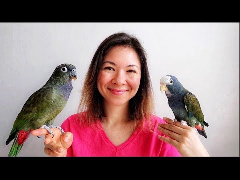 download lagu mp3 mp4 Pionus Parrot, download lagu Pionus Parrot gratis, unduh video klip Pionus Parrot