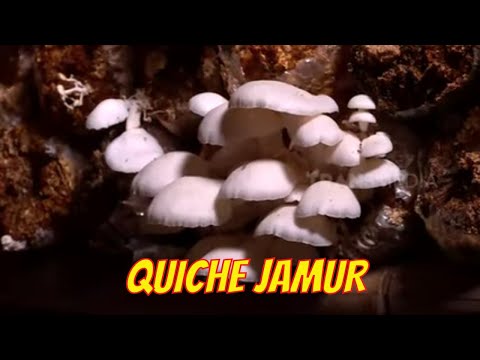 QUICHE JAMUR | JEJAK SI GUNDUL (01/11/21)