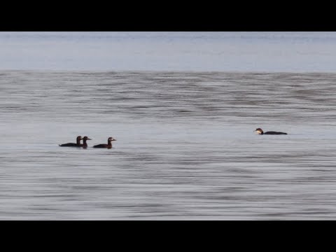 Great Northern Loon together with 3 Velvet Scoters - IJsduiker samen met 3 Grote Zee-eenden