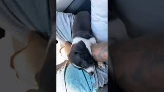 Jack Russell Terrier Puppies Videos