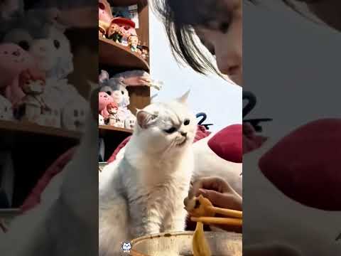 The Most Dramatic Copycat Cat #cat #cats #catslovers #catsoftiktok #fyp
