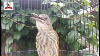 Download lagu Pancing suara cucak rawis anda dengan suara ini,, pasti ikut bunyi mp3 Download lagu Pancing suara cucak rawis anda dengan suara ini,, pasti ikut bunyi mp3