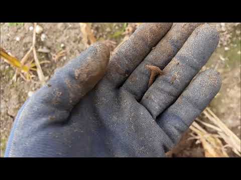 Der Bayern Sondler Teil 2 - Sondeln brachte Silbermünze, Knöpfe und Anderes