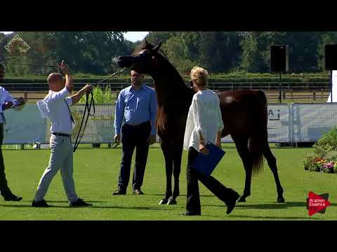 N.20 ERALDA - Chantilly 2018 AHO World Cup - 2 Years Old Fillies (Class 2A)