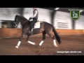 Dressage Horse Dressurpferd Hot Chocolate