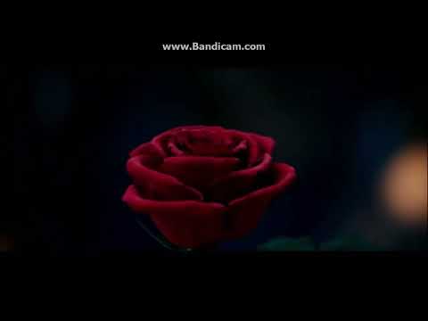 Faster Opening To Moana 2017 DVD