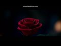 Faster Opening To Moana 2017 DVD