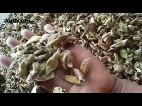 Harad Phool Indian Kakadasinghi