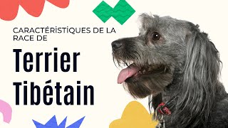 Caractéristiques De La Race De Terrier Tibétain 🐾