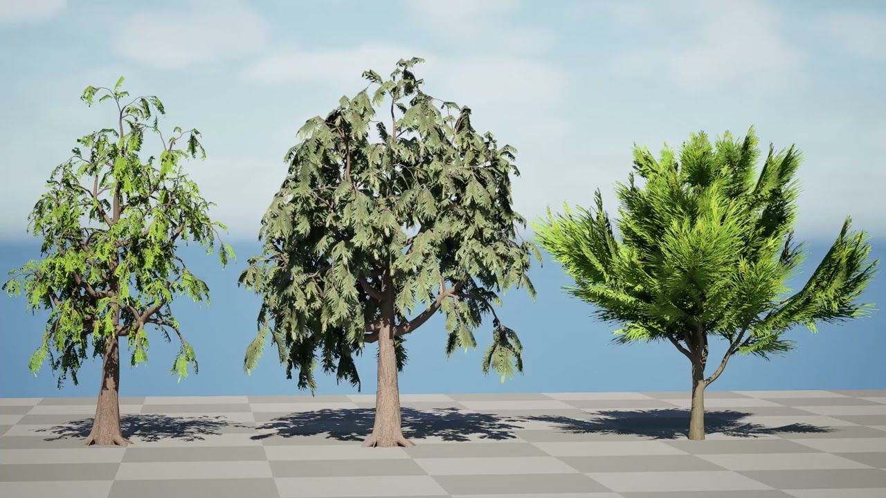 Albero di Casuarina australiano Modello 3D