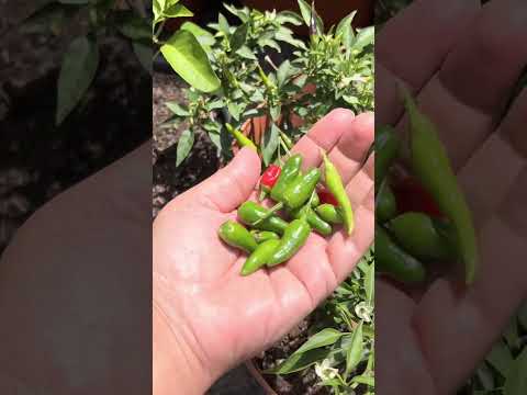 noshi’s kitchen Garden.