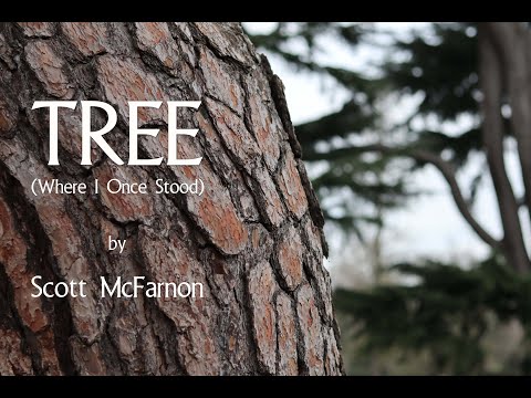 TREE (Where I Once Stood)