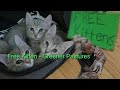 Free Kitten - Greener Pastures (Lyrics)