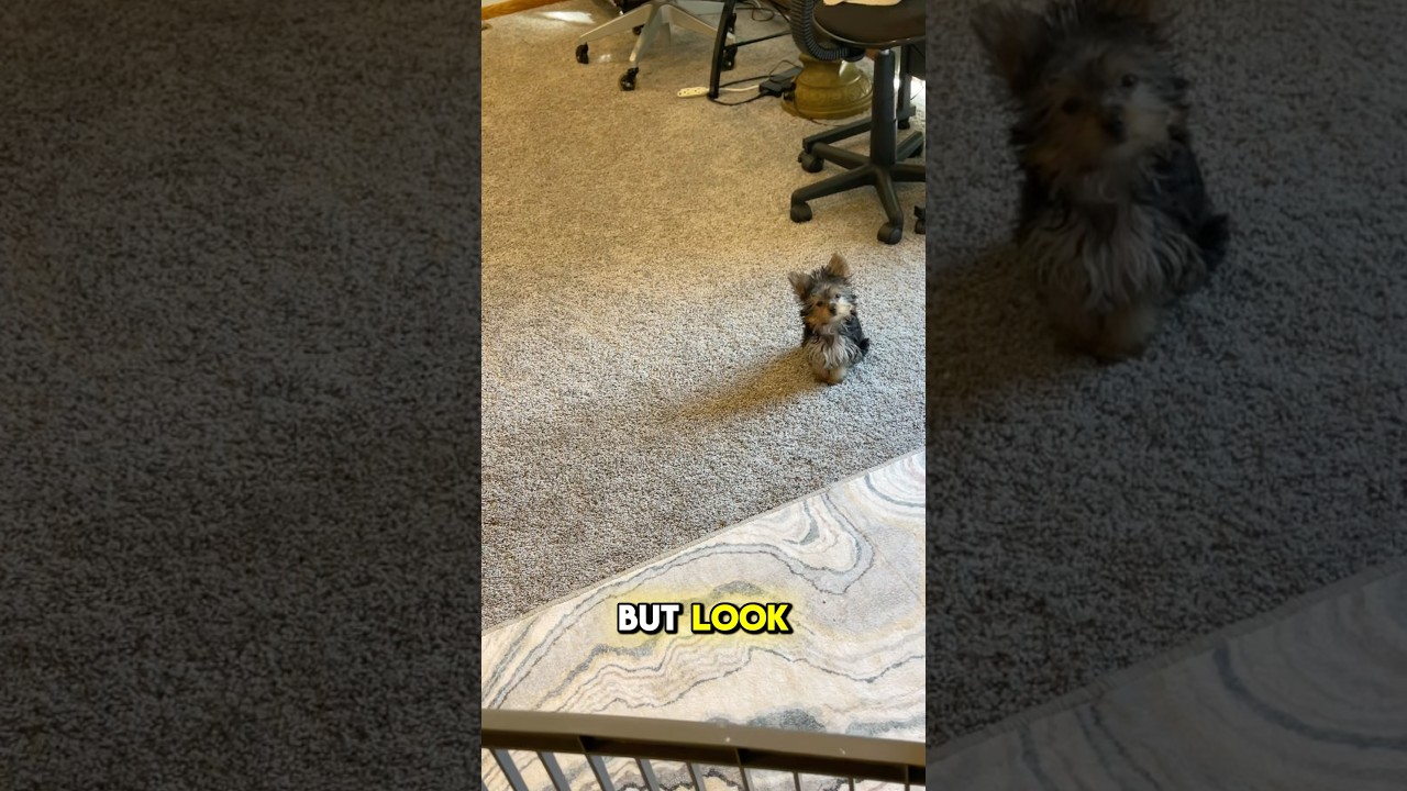 The impossible has happened to my yorkie puppy! #yorkies