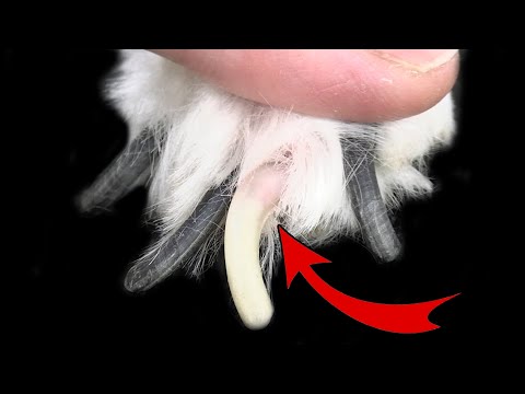 Técnica de corte de uñas para perros que ¡DEBES SABER!