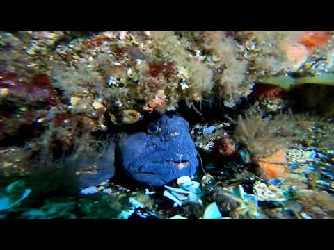 Saltstraumen Scuba Dive