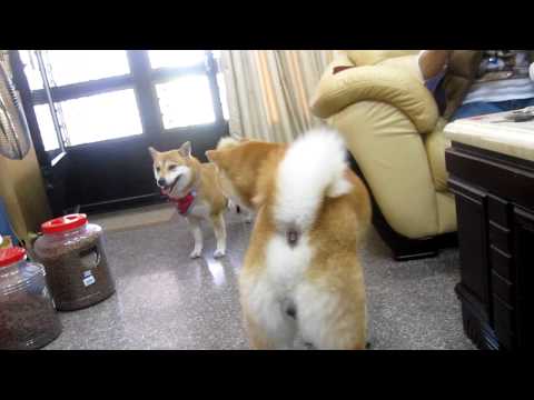 果汁追棒棒(原發表者:果汁媽)(影片)