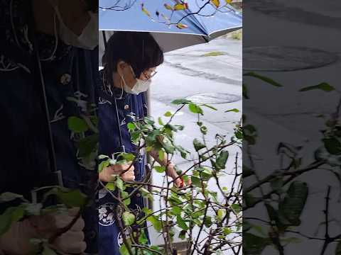 乾燥に強い多年草の植物 パティオの通路が空間を緩やかに区切る