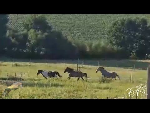 Stallführung: Bewegungsstall Equus Sanus