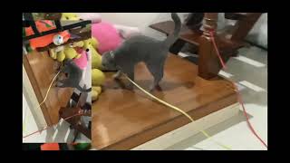 cat red zone in capcut