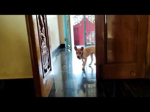 shiro biscuit biting|| puppy dog ||