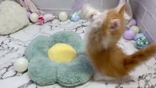 ミヌエットの動画01