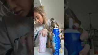 Download lagu snapchatπ»- madelinebennet #madlovesripley #monkey #beauty #grwm #animals #funny #viral mp3 Download lagu snapchatπ»- madelinebennet #madlovesripley #monkey #beauty #grwm #animals #funny #viral mp3