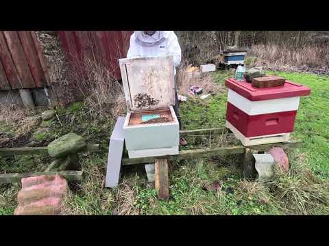 Varroa bekämpning med oxalsyredroppning